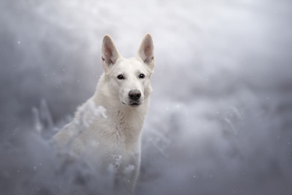 Majestic Winter Dog by Ve Shandor — canvas wall art