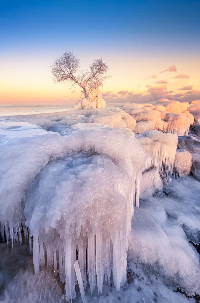Frozen Tree Dawn by Larry Deng APA — canvas wall art