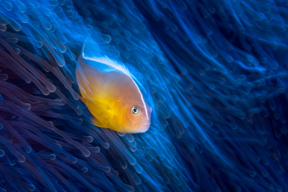 Vibrant Anemone Fish by Barathieu Gabriel — canvas wall art