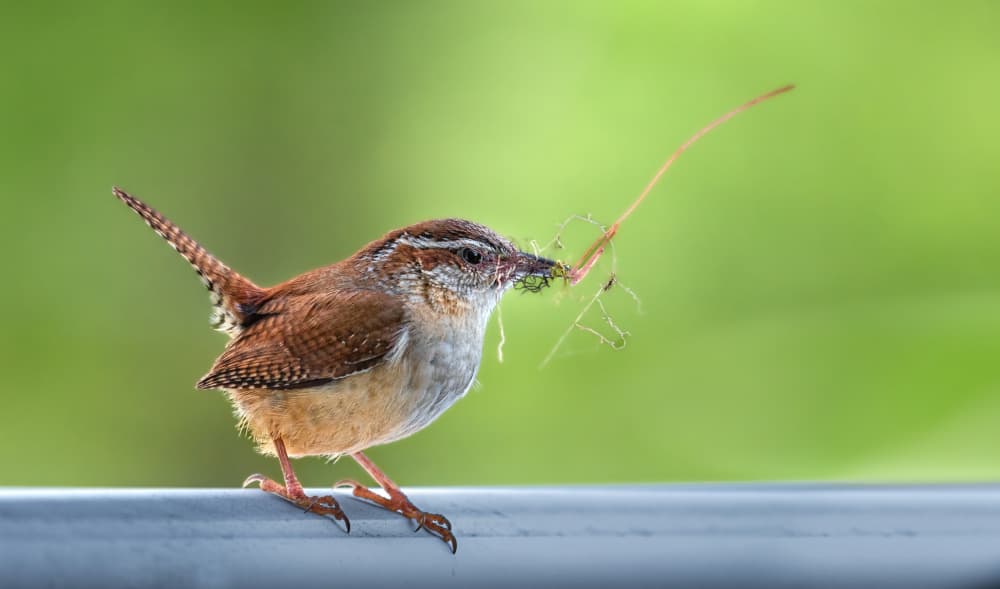 Carolina Wren Nest Builder by Atul Saluja — canvas wall art