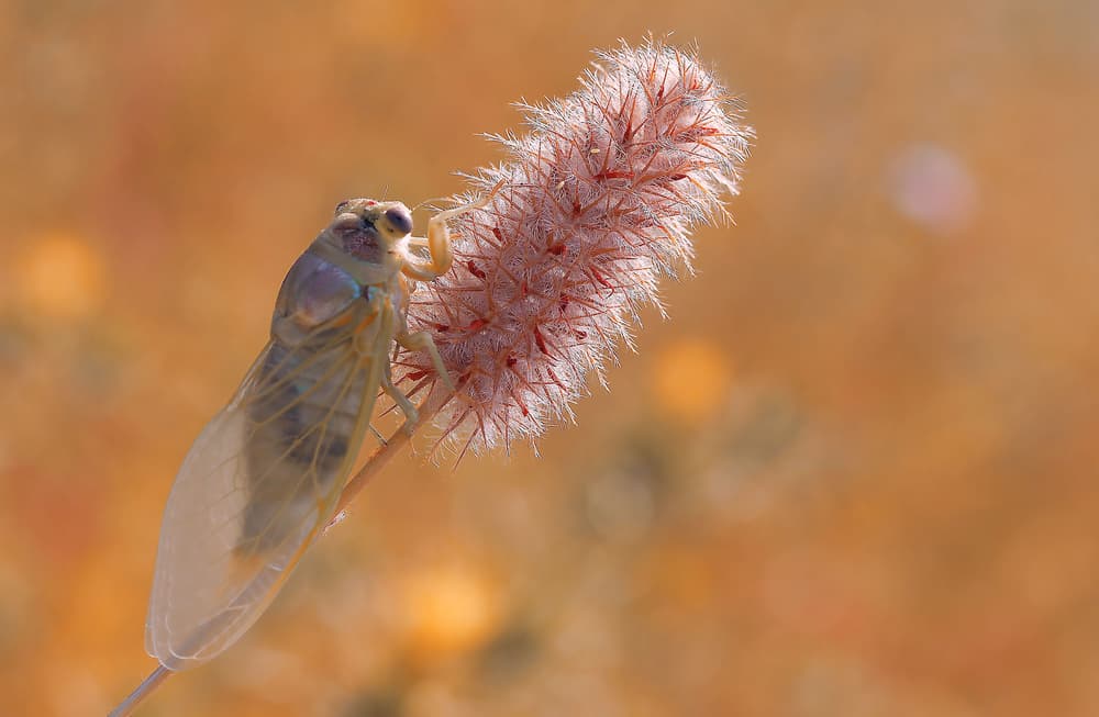 Cicada on Golden Grass by Thierry Dufour — canvas wall art