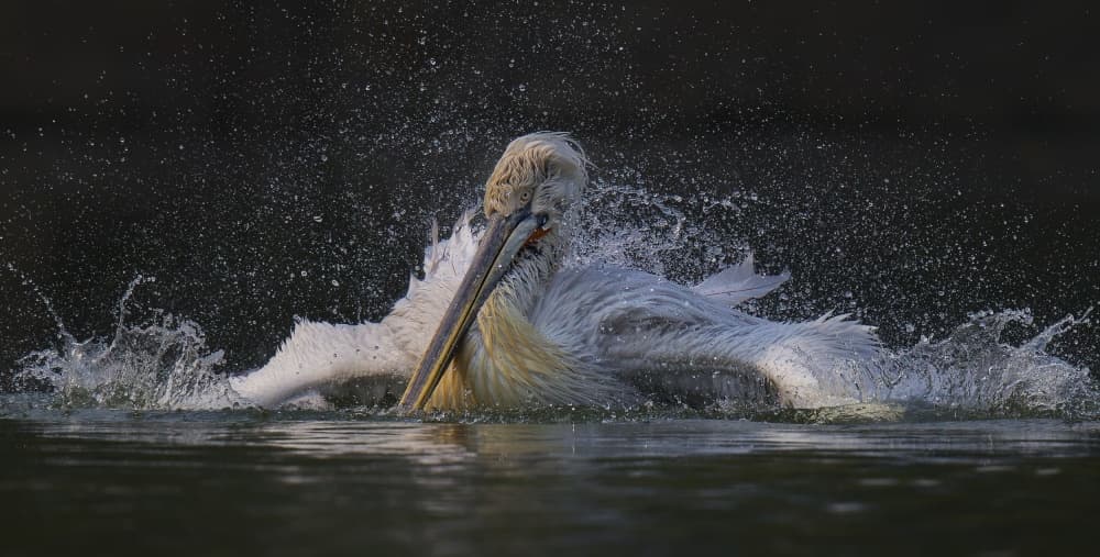 Dynamic Pelican Splash by C.S. Tjandra — canvas wall art