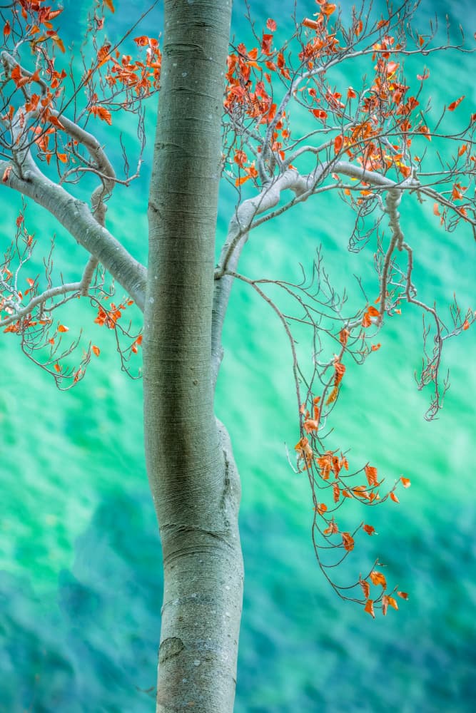 Vibrant Teal Tree by Ulrike Eisenmann — canvas wall art