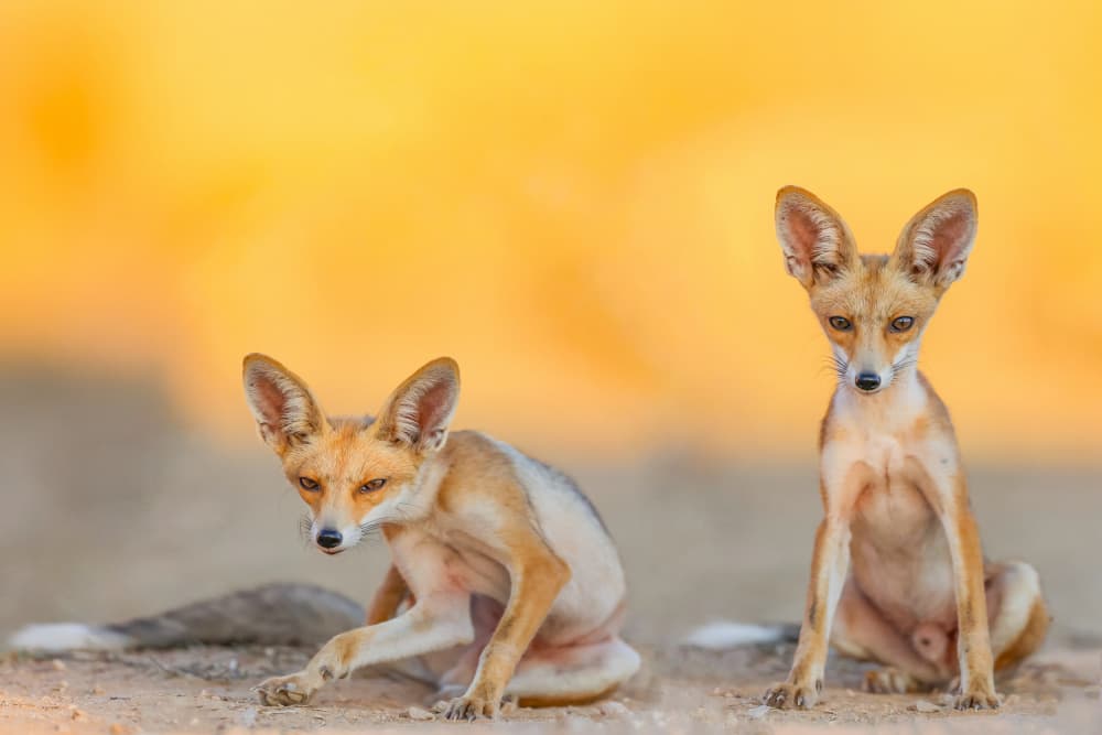 Alert Desert Fox Pups by David Manusevich — canvas wall art