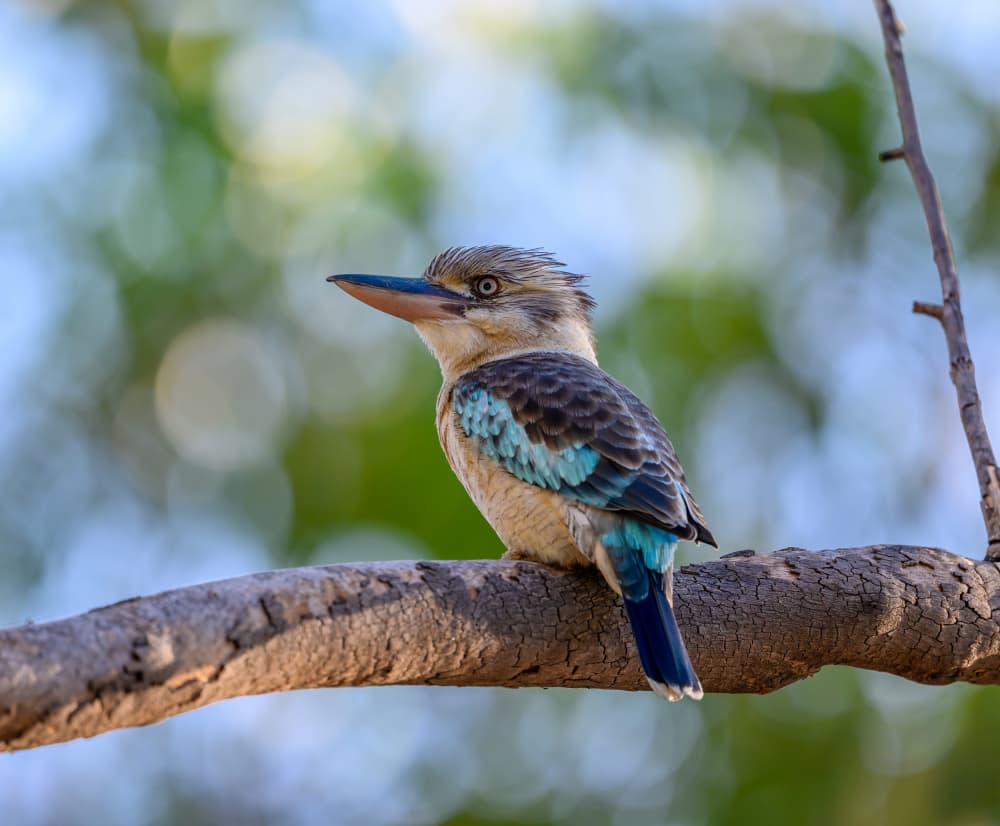 Blue Kingfisher Perched by James Zhen Yu — canvas wall art