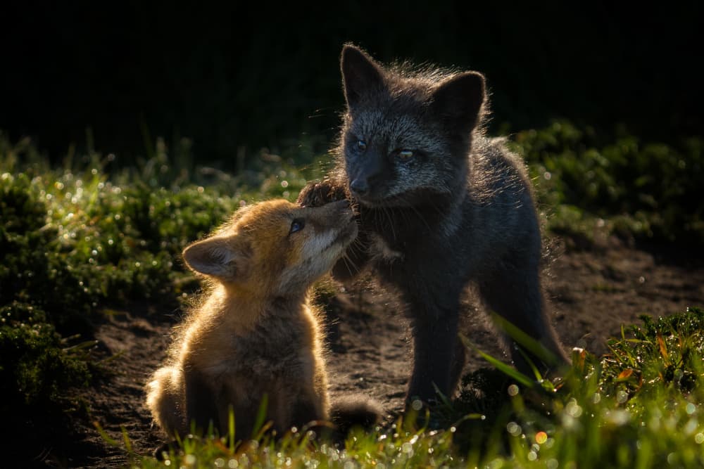Golden Light Fox Kits by Lydia Jacobs — canvas wall art
