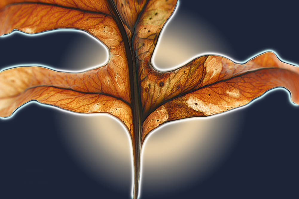 Autumn Leaf Glow by Saskia Mensink — canvas wall art