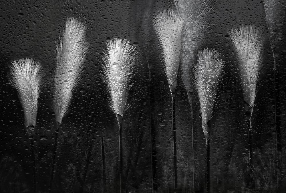 Wet Grass Raindrops by Elena Arjona — canvas wall art