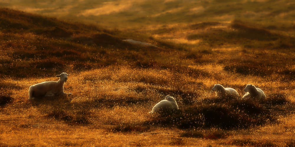 Sheep in Golden Light by Bodo Balzer — canvas wall art
