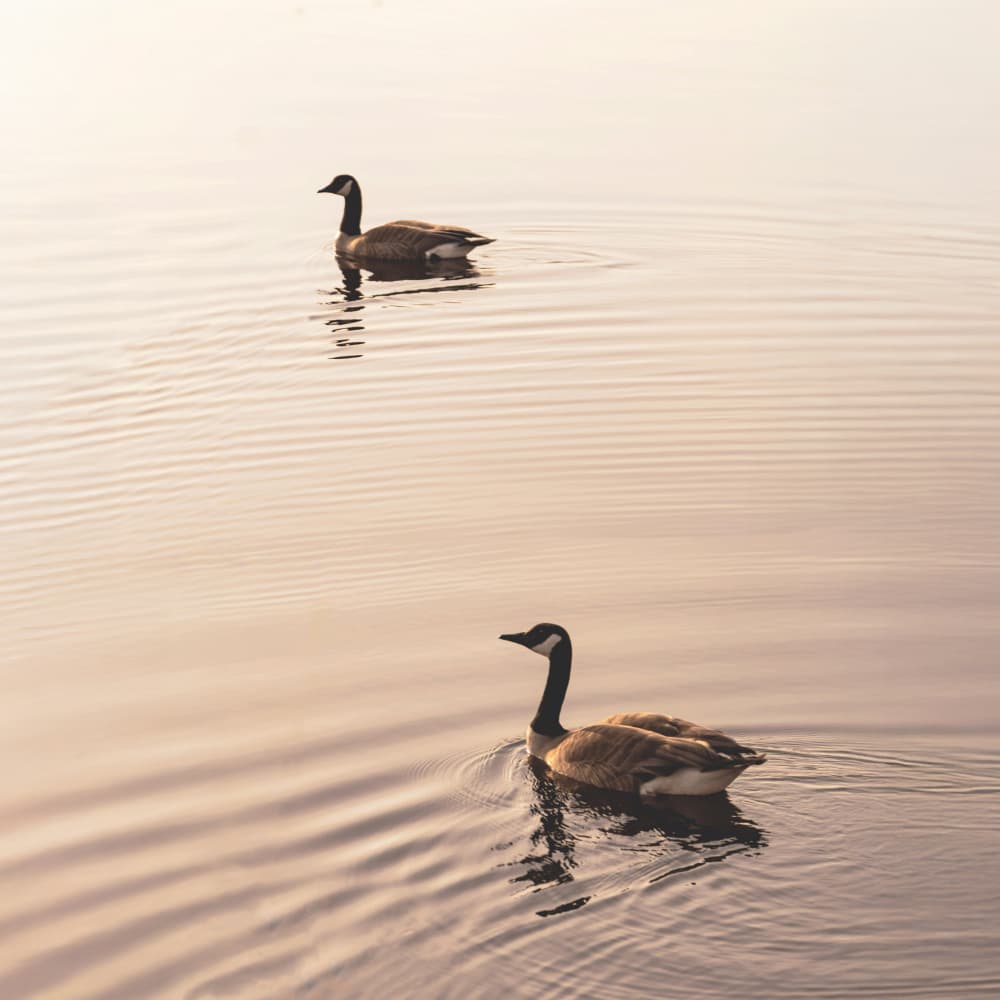 Golden Hour Geese by Stephanie Klatt — canvas wall art