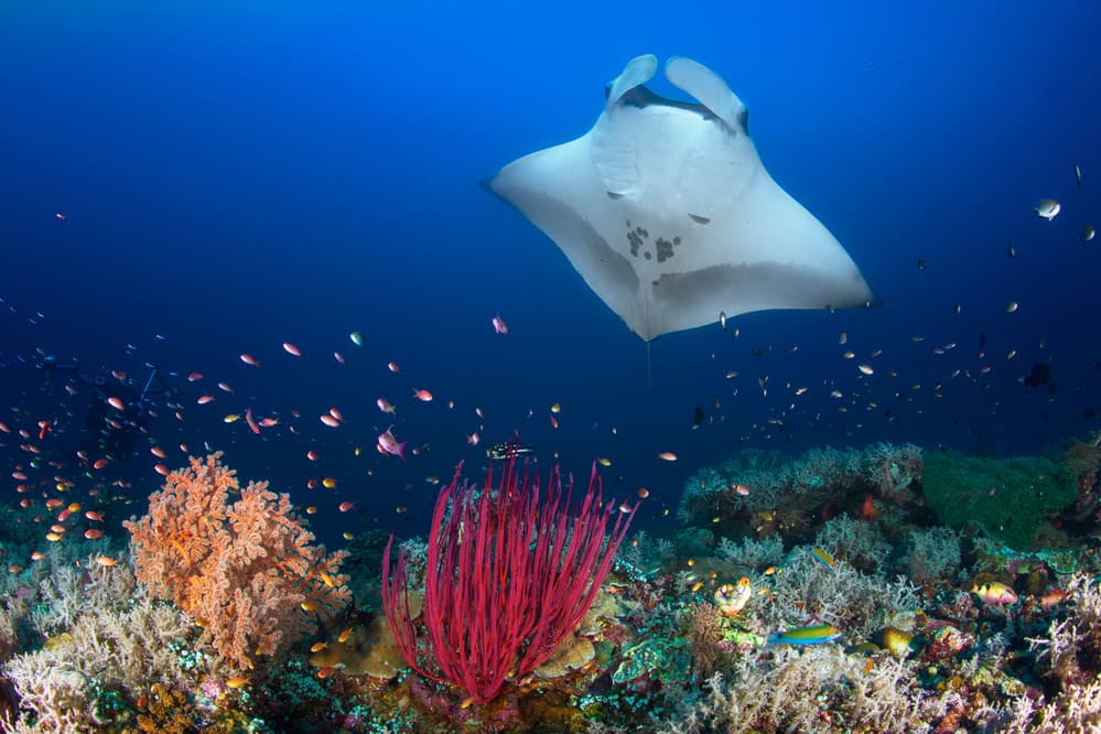 Majestic Manta Ray Reef by Barathieu Gabriel — canvas wall art