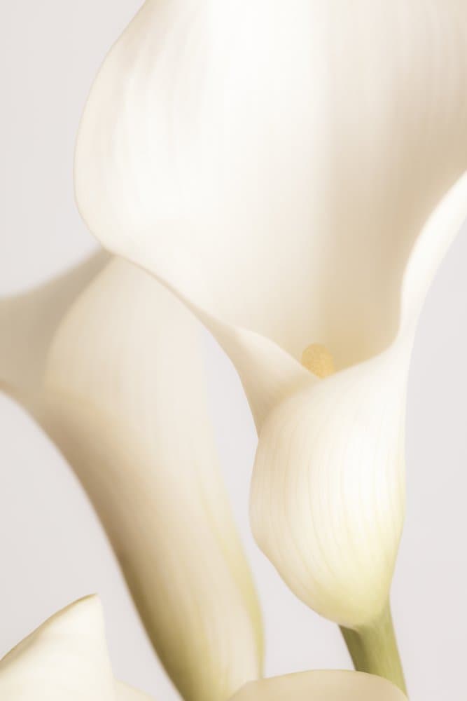 Purity of Calla Lilies by Pictufy Studio III — canvas wall art
