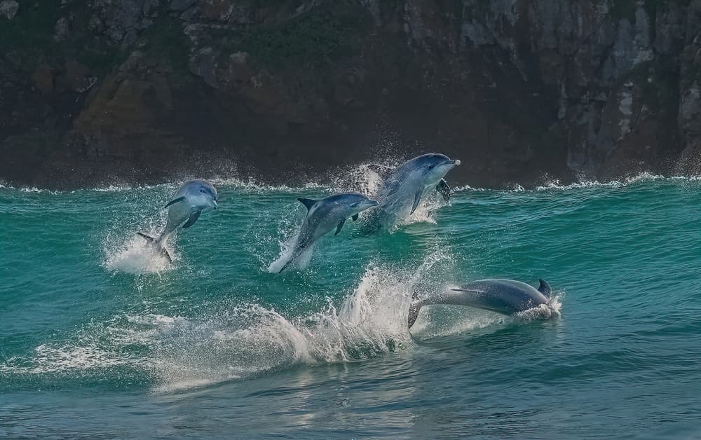 Leaping Ocean Dolphins by Jennifer Lu — canvas wall art