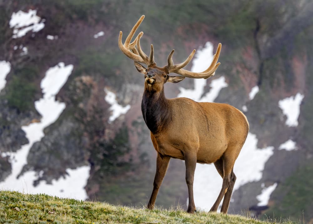 Majestic Mountain Elk by verdon — canvas wall art