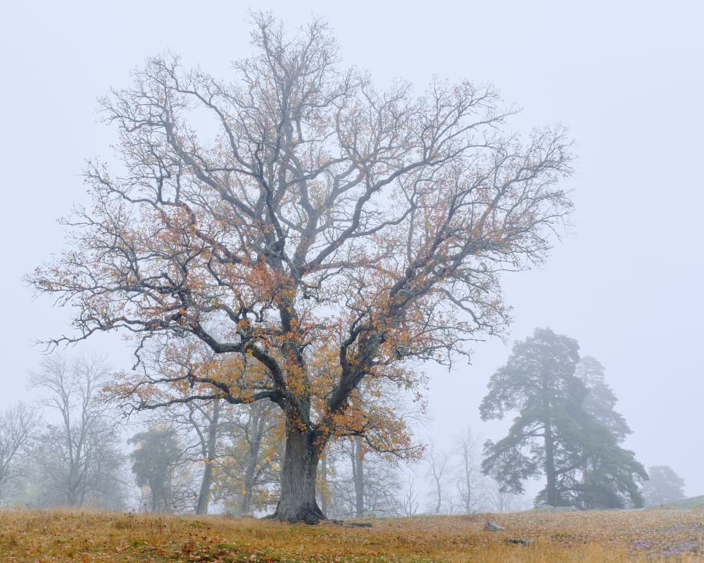 Misty Autumn Oak Tree by Hamed Bank — canvas wall art