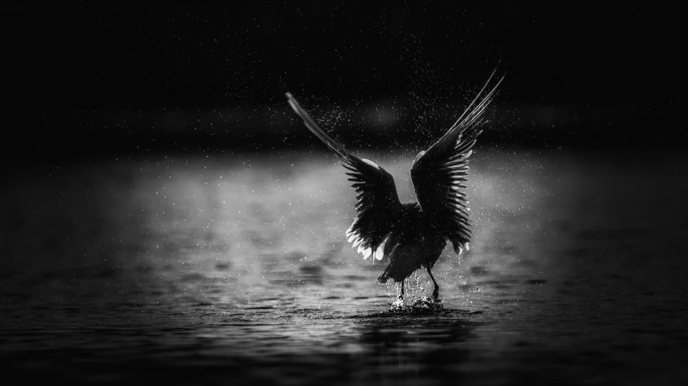 Wings Over Dark Water by David Manusevich — canvas wall art