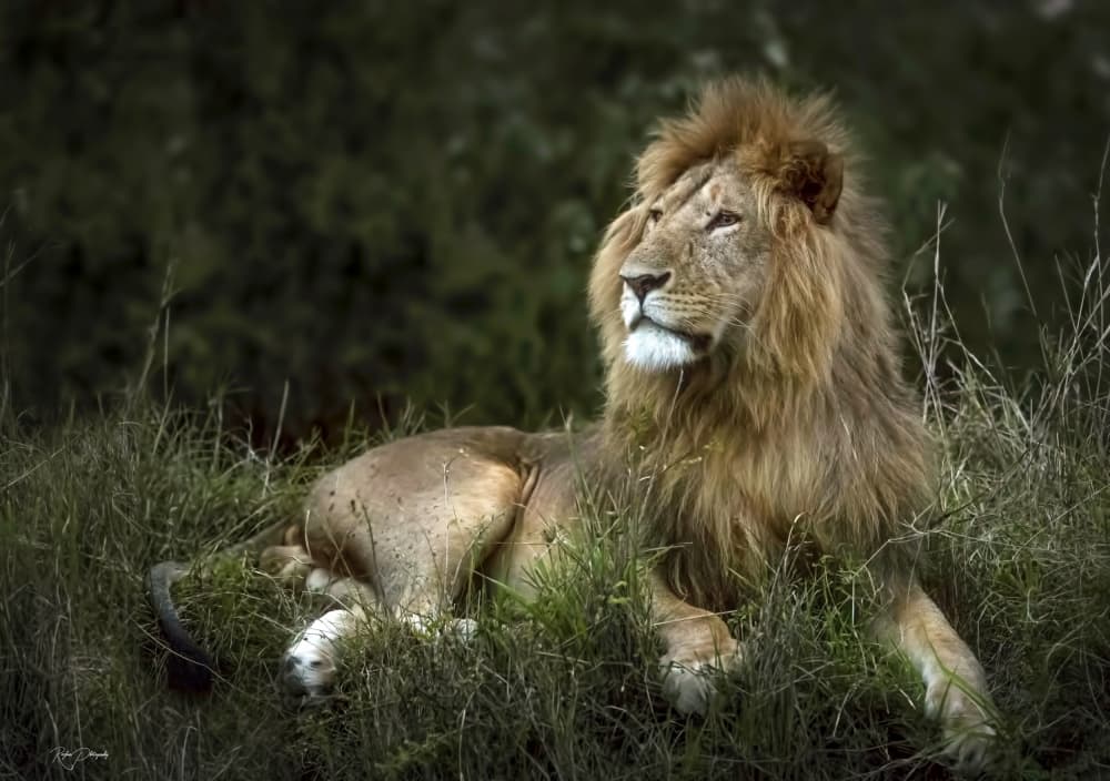 Majestic African Lion by Roshkumar — canvas wall art