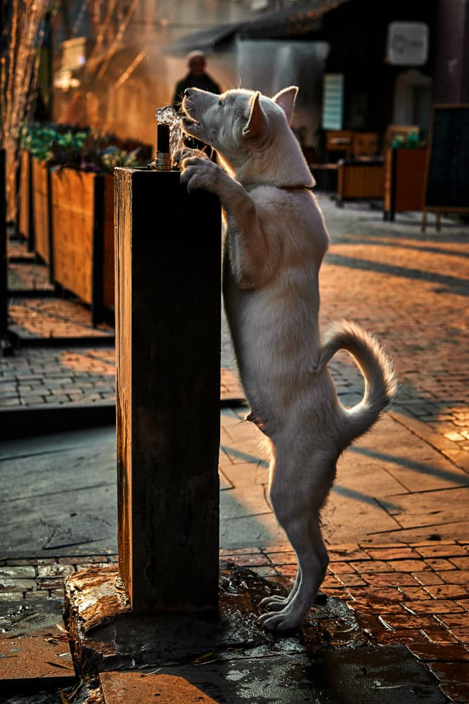 White Dog Drinking Water by Vladislav Danilov — canvas wall art