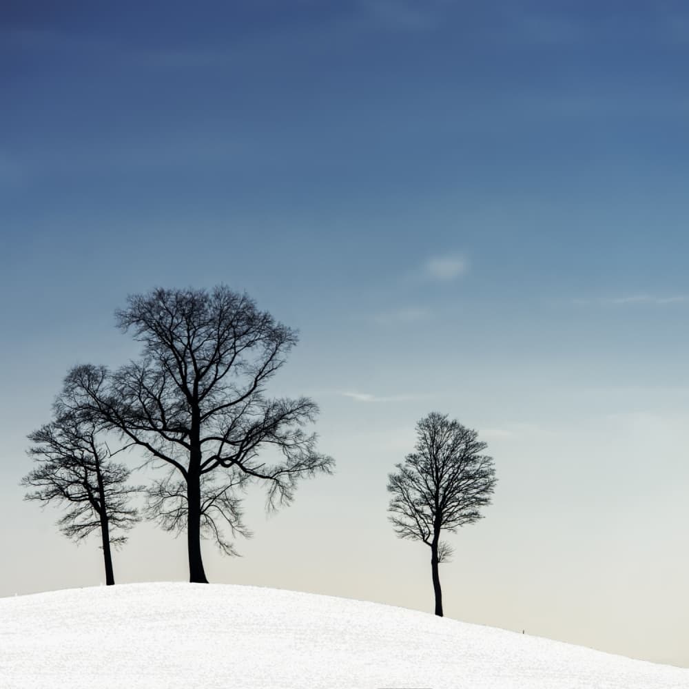 Winter Hillside Trees by Piet Flour — canvas wall art
