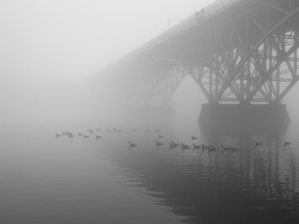 geese at strawberry mansion bridge by Scott J. Pilla — canvas wall art