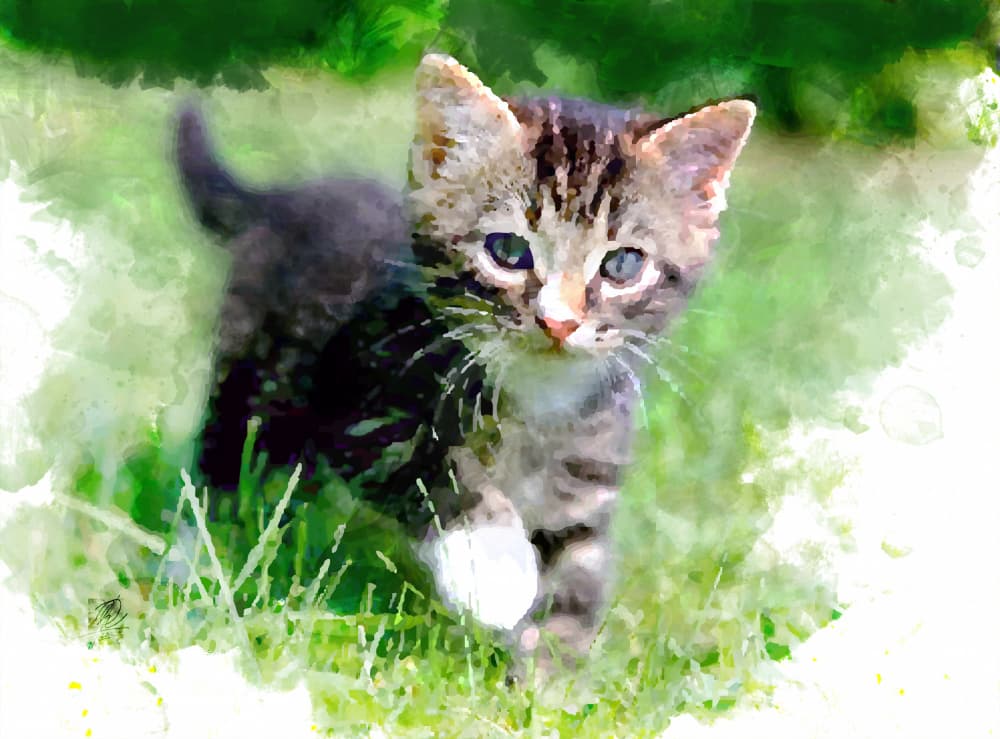Playful Kitten In Grass by Osvaldo Russo — canvas wall art