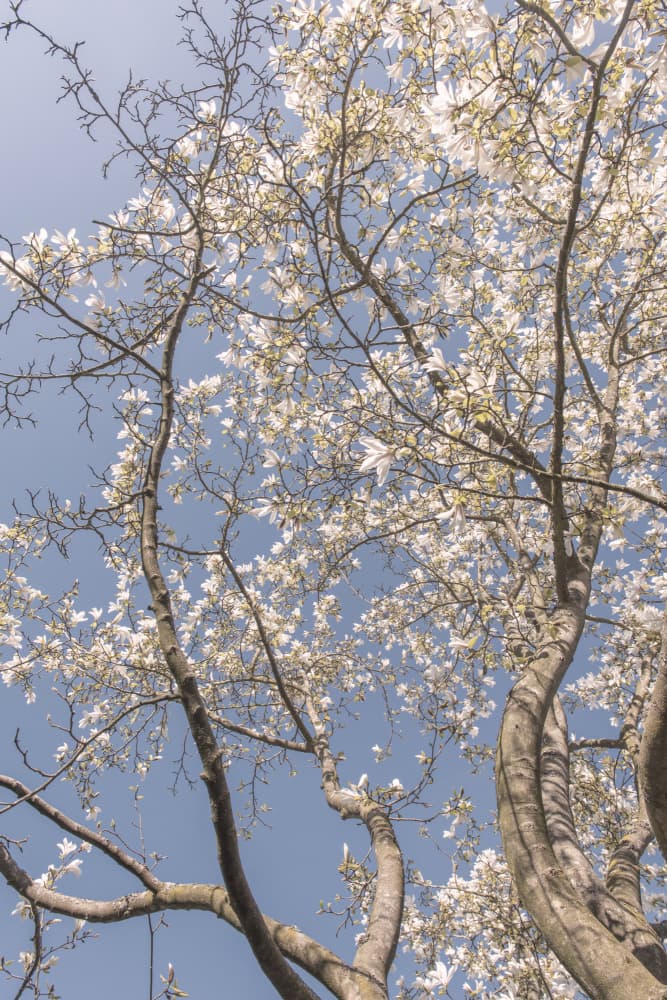 White Flowers Blue Sky by Lynann Colligan — canvas wall art
