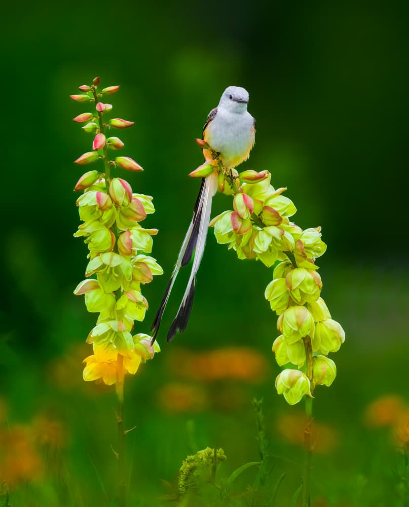 Elegant Bird Blossom by Mike He — canvas wall art