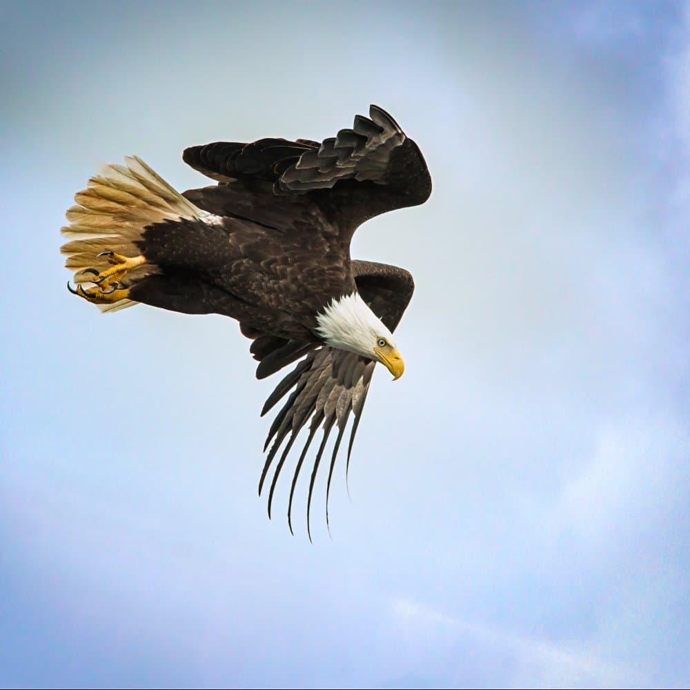 Majestic Bald Eagle Flight by Benton Murphy — canvas wall art