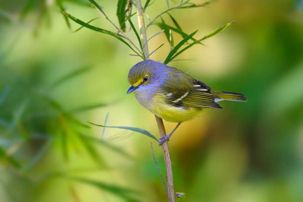 Little Yellow Bird by Mike He — canvas wall art