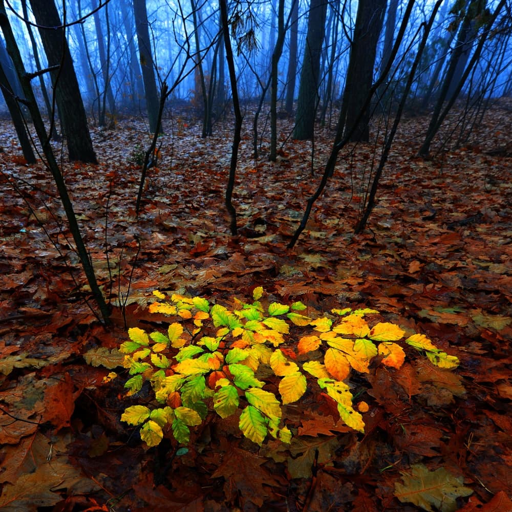 Vibrant Forest Contrast by Huib Limberg — canvas wall art