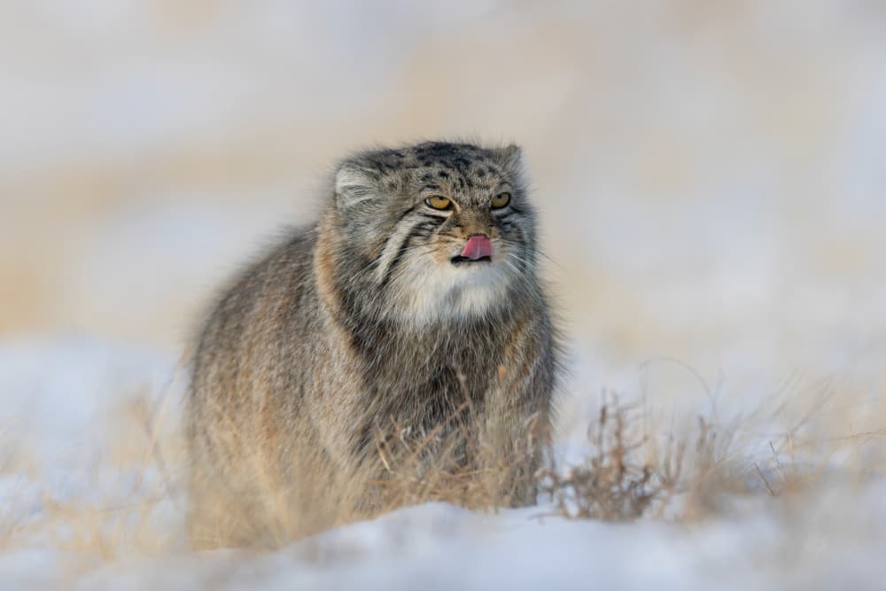 Pallas Cat Licking by Max Wang — canvas wall art