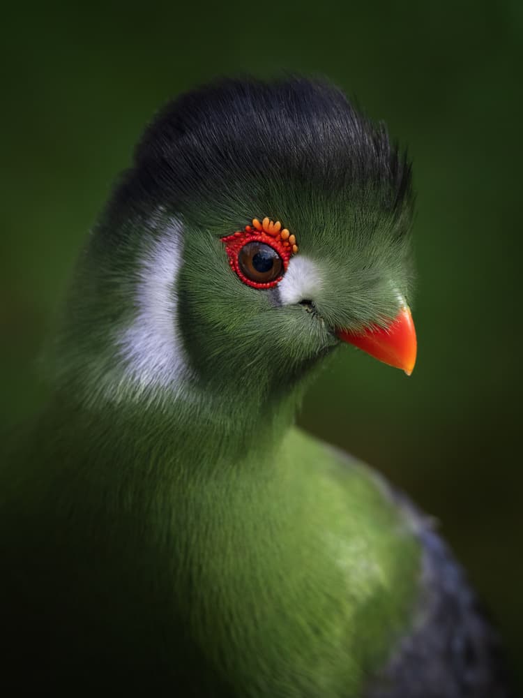 Vibrant Green Turaco by Mathilde Guillemot — canvas wall art