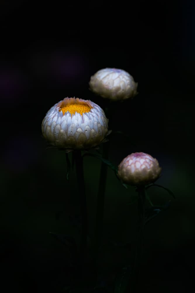 Elegant Flower Buds by Satoshi Hatsumori — canvas wall art