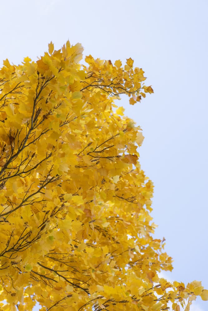 Golden Autumn Leaves by Lynann Colligan — canvas wall art