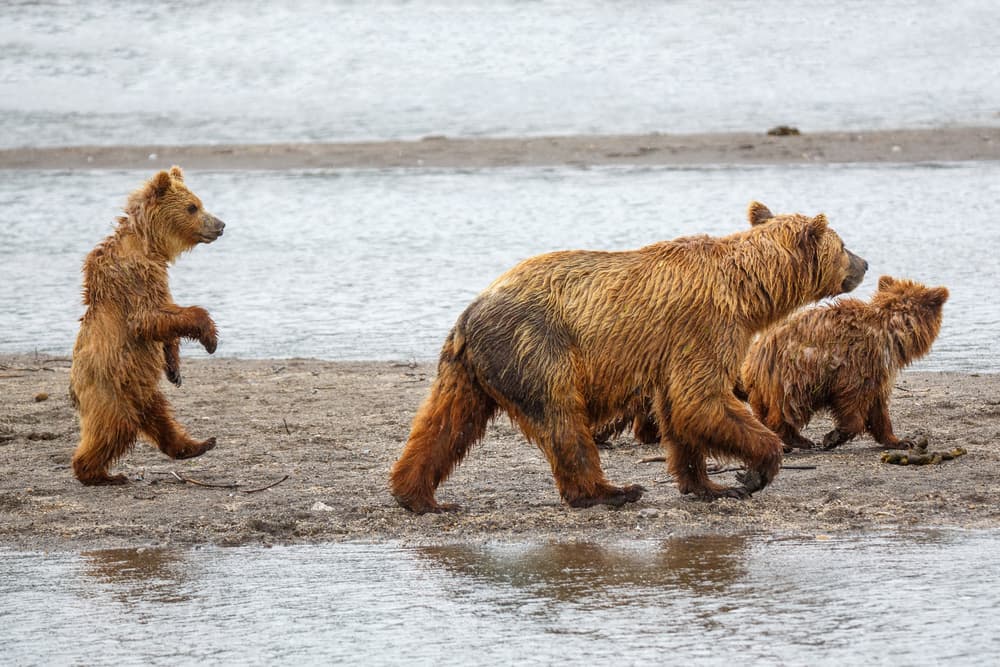 Wild Bear Family Walk by Denis Budkov — canvas wall art