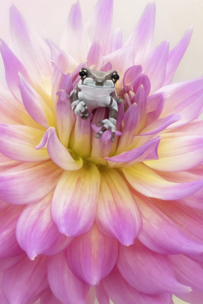 Sweet Frog on Dahlia by Linda D Lester — canvas wall art