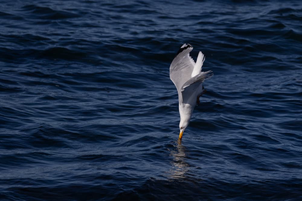 Diving Seagull by brigitte van krimpen — canvas wall art