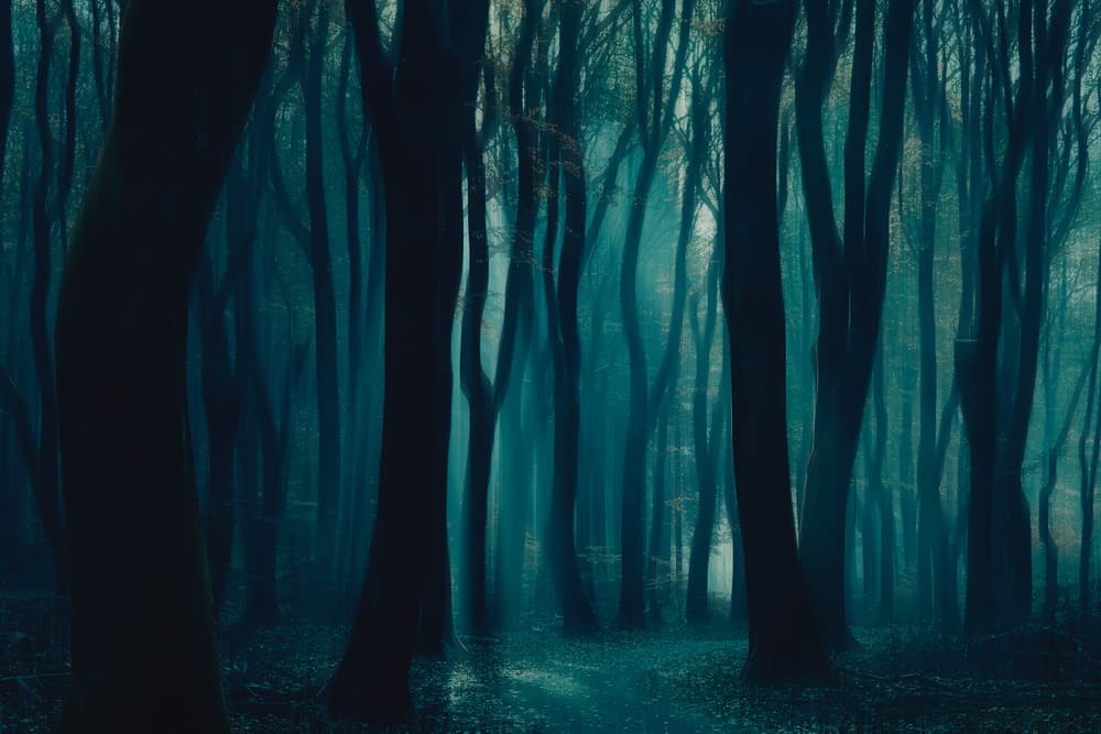 Misty Blue Forest Path by Bingo Z — canvas wall art
