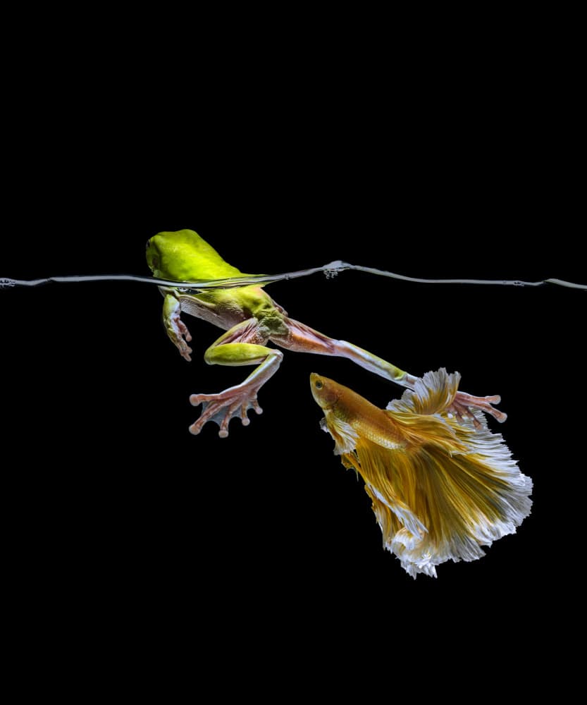 Vibrant Frog and Fish by Andi Halil — canvas wall art