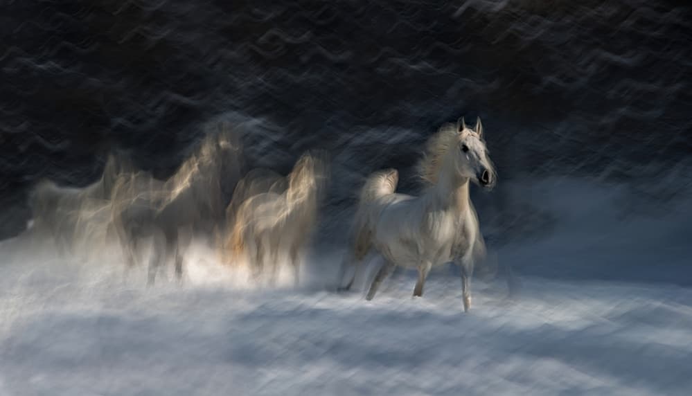 Wild White Horses by Milan Malovrh — canvas wall art