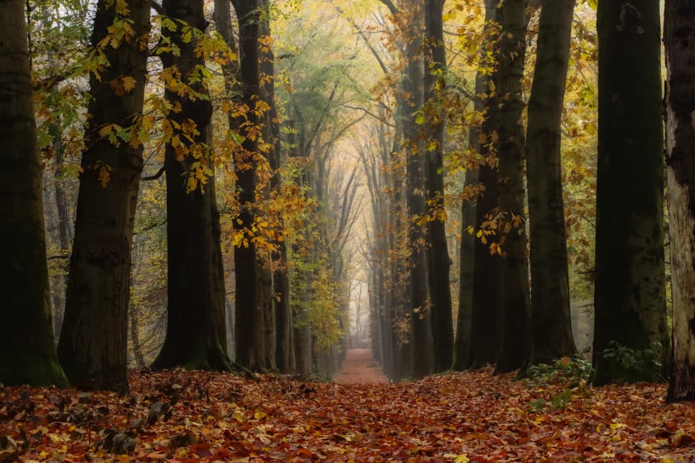 Misty Autumn Forest Path by Hilda van der Lee — canvas wall art