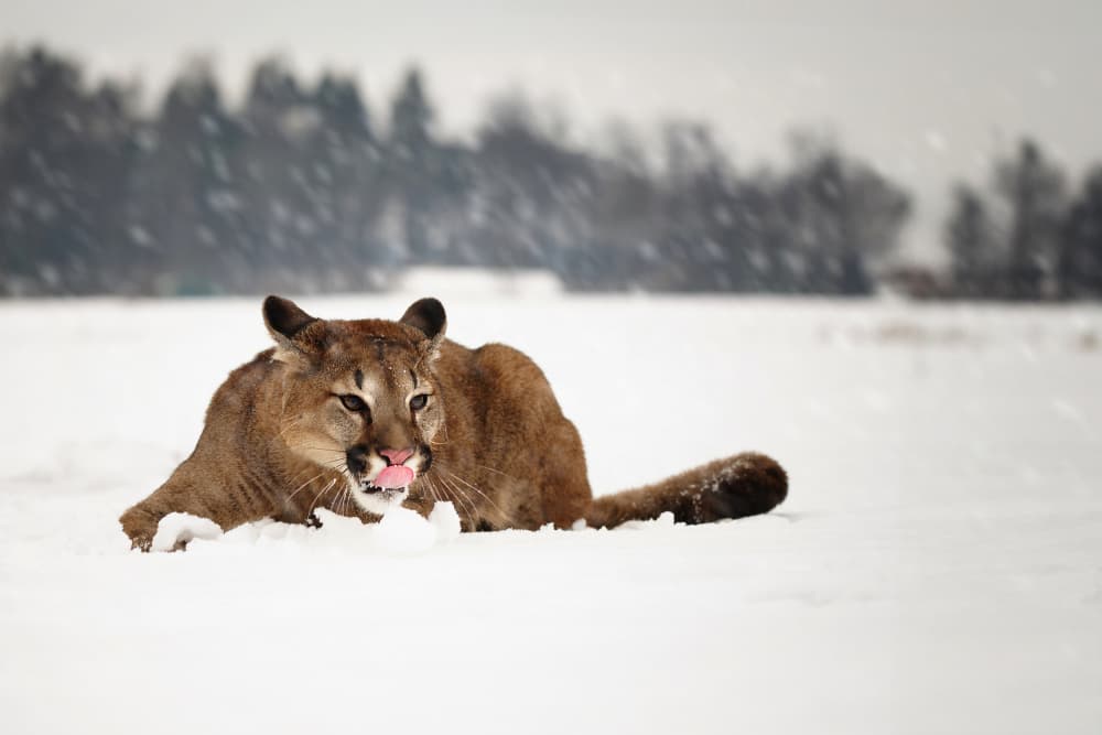 Majestic Puma in Winter by Michaela Firešová — canvas wall art