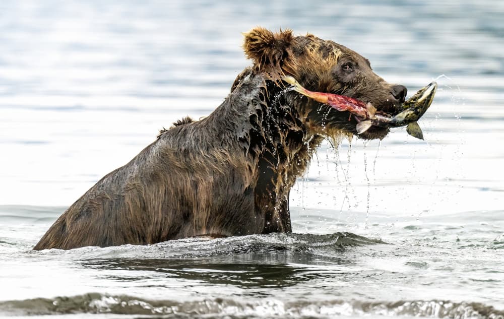 Grizzly's Salmon Catch by Giuseppe DAmico — canvas wall art