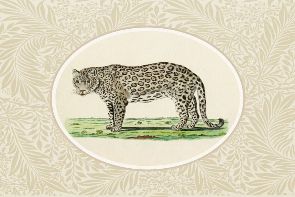 Classic Leopard Illustration by Wild Violets — canvas wall art