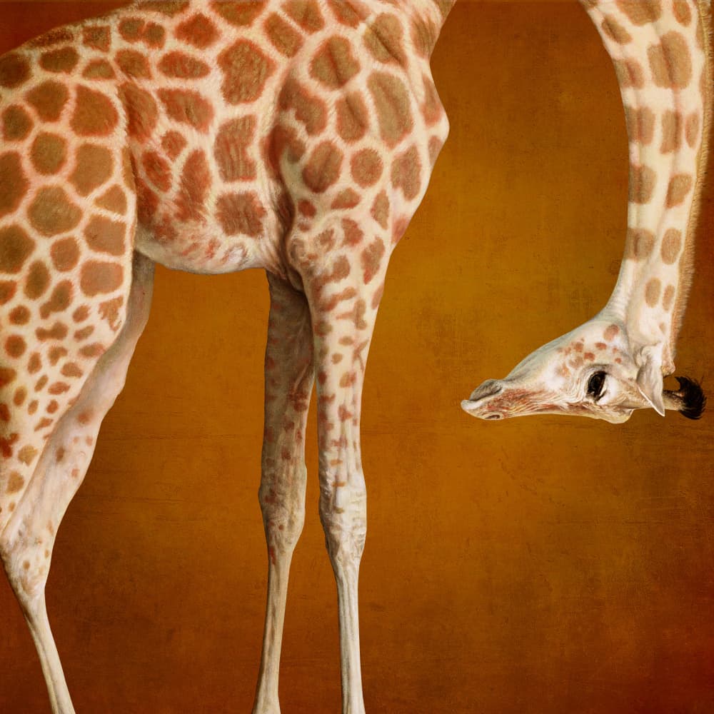 Graceful Giraffe Portrait by Marja van den Hurk — canvas wall art