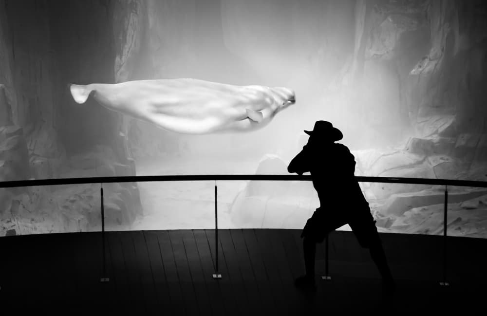 Beluga Whale Observer by Juan Luis Duran — canvas wall art