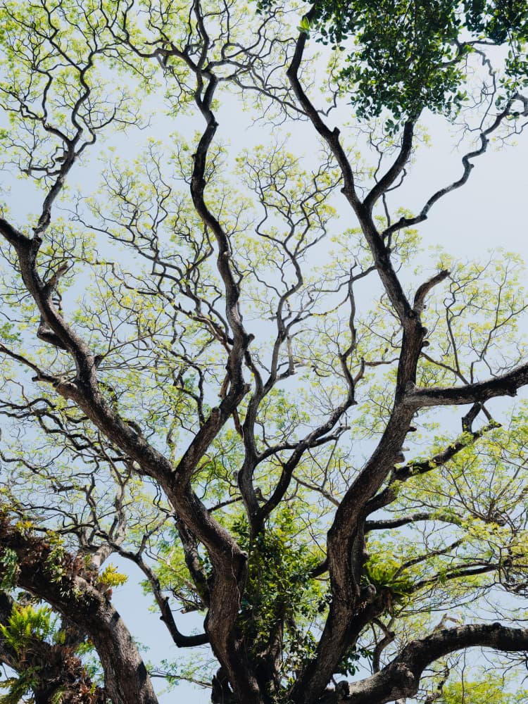 Majestic Tree Canopy by Photolovers — canvas wall art