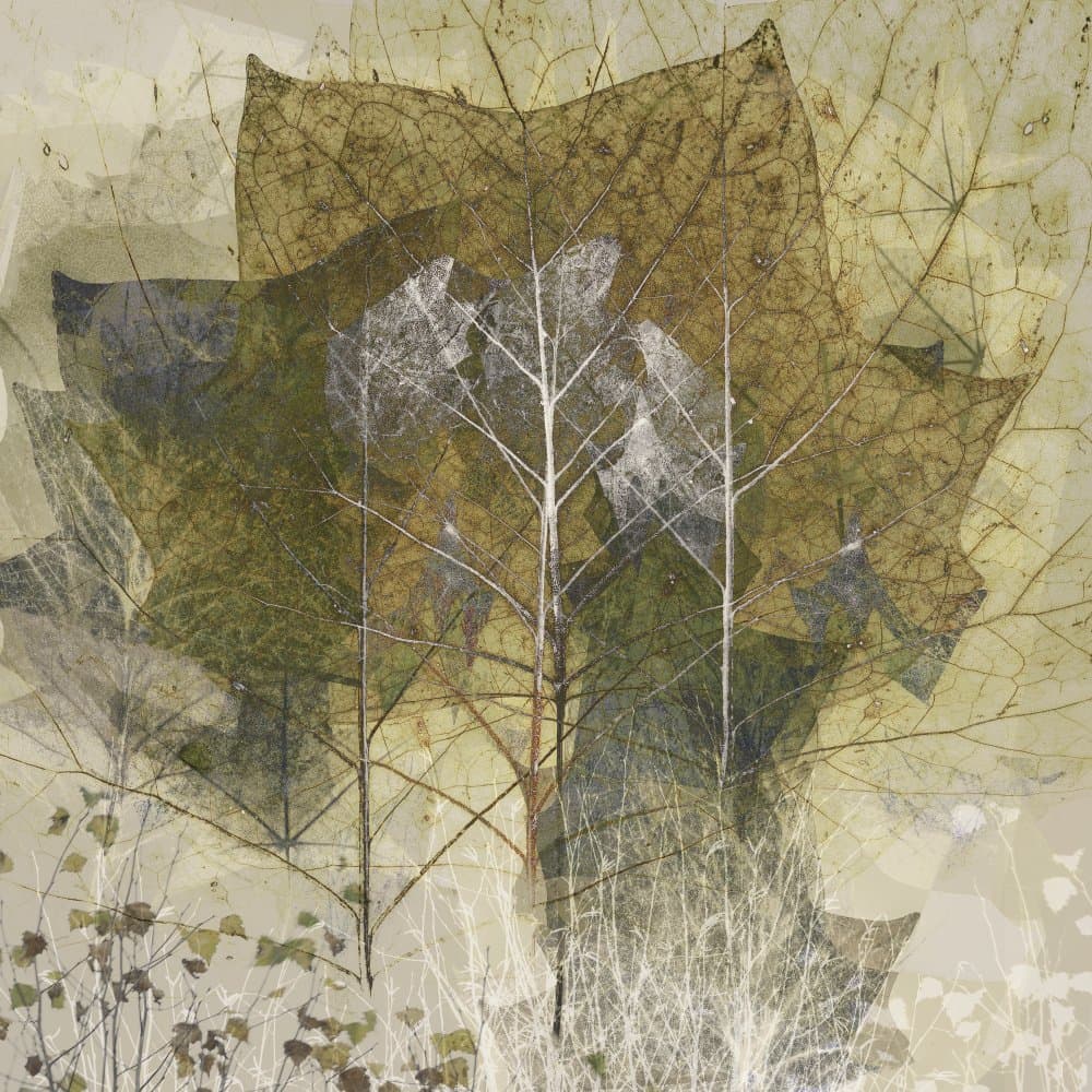Transient by Nel Talen — canvas wall art