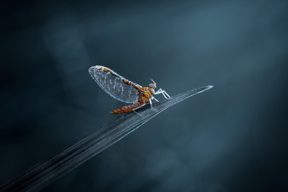Serene Mayfly Moment by Atul Saluja — canvas wall art