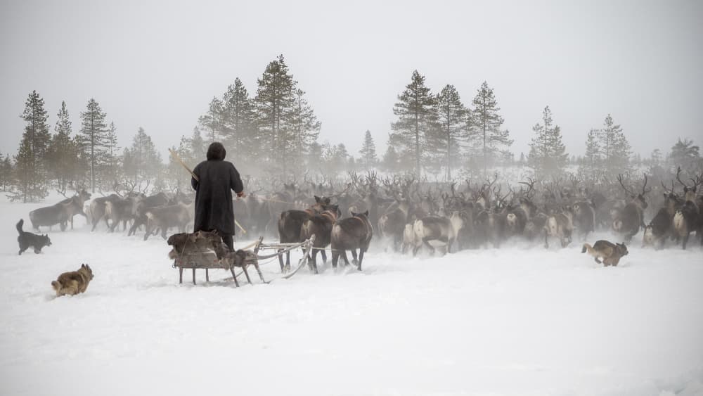 Winter Reindeer Herding by Marcel Rebro — canvas wall art